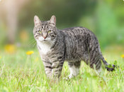 Ut Enim ad Minim Veniam: Quis Nostrud Exercitation