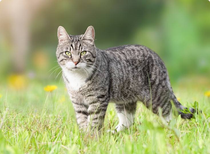 Ut Enim ad Minim Veniam: Quis Nostrud Exercitation