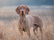 Lorem Ipsum Dolor Sit Amet: Consectetur Adipiscing Elit