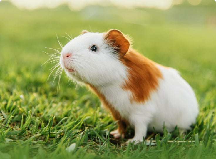 Sed Do Eiusmod Tempor Incididunt Ut Labore et Dolore