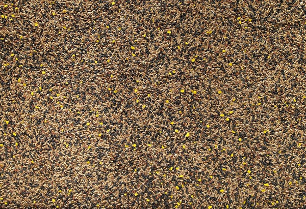 Favourite Mixed Canary
