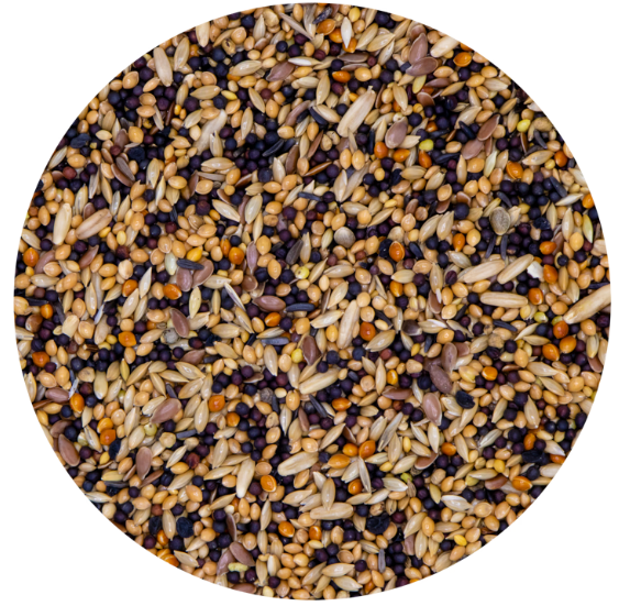 Vaesen – Aviary – 42