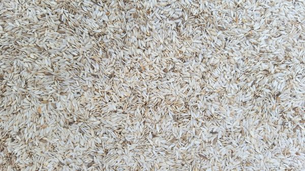 White Lettuce Seed 1kg