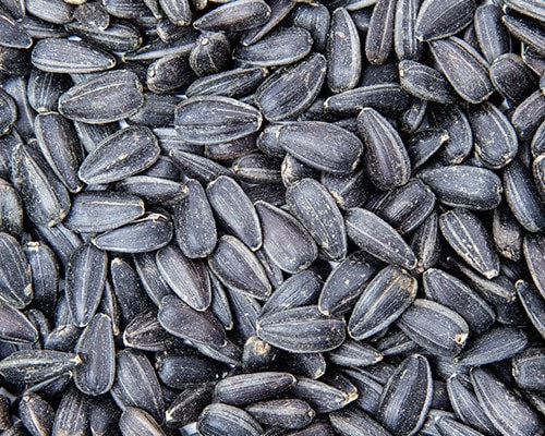 Black Sunflower 15kg