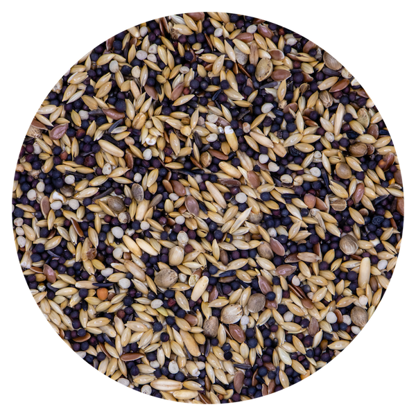 Vaesen - Canary Breeding With Rape - No.15